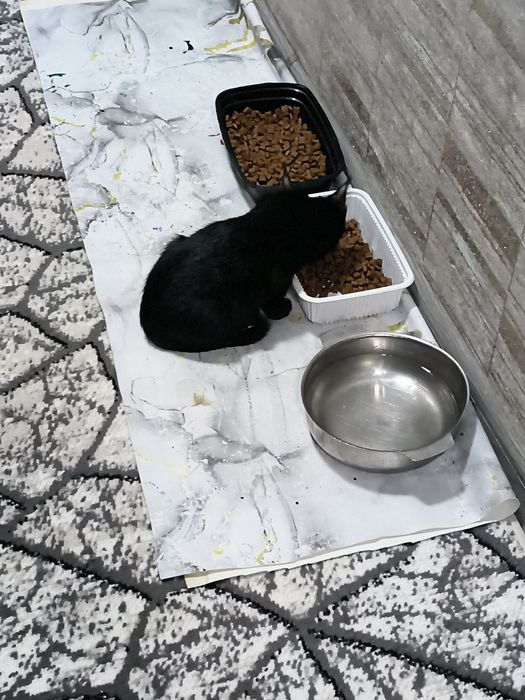 Отдам в хорошие руки котика.