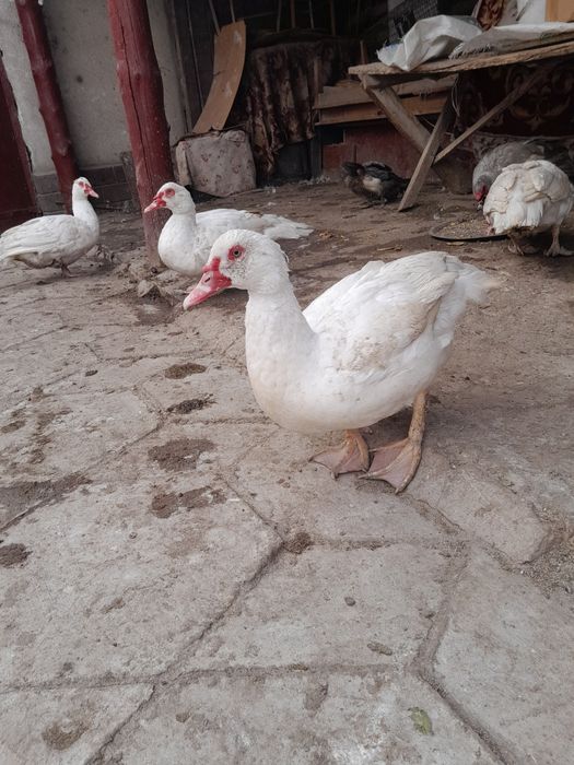 Индоутки продаются