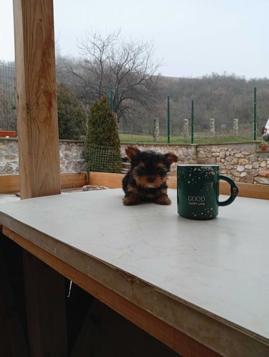 Продавам йоркширски териер