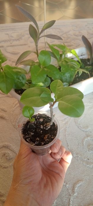 Комнатные цветы от 500 тг.