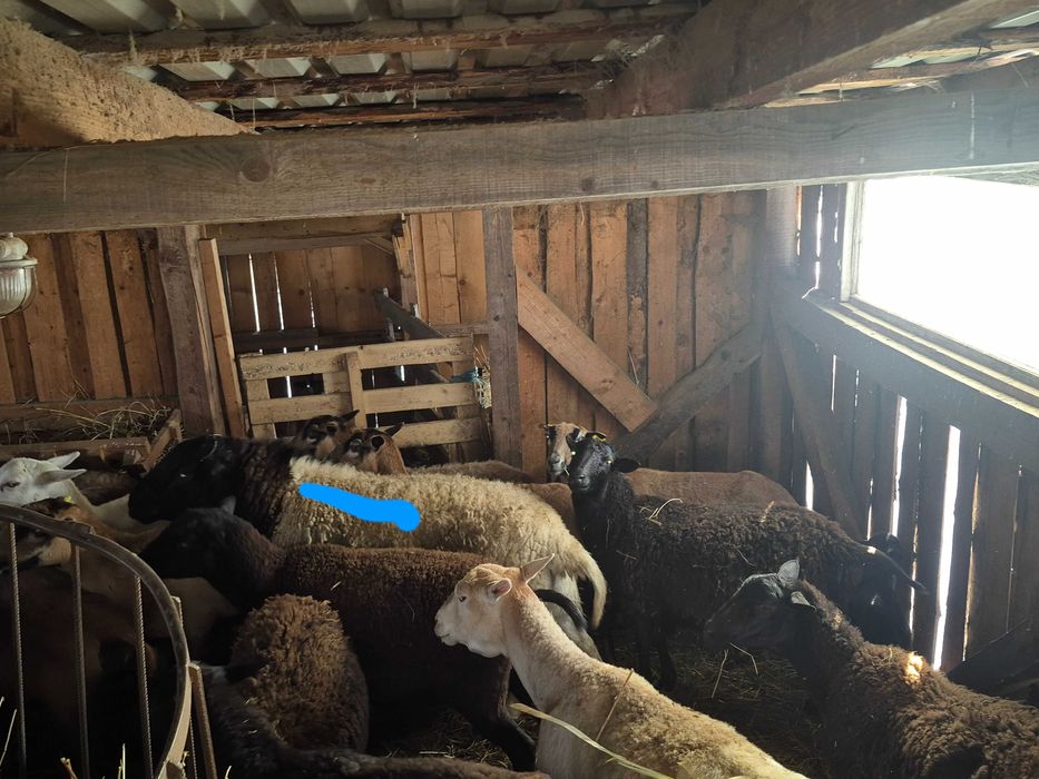 Berbec Dorper vand sau chimb