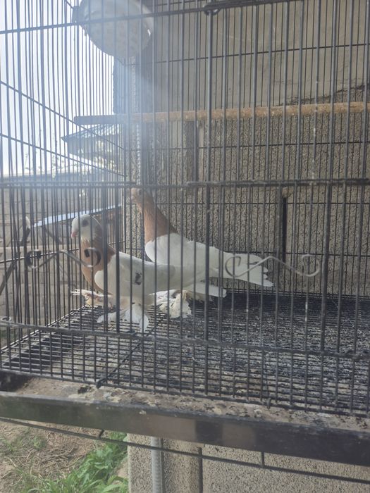 Кептерлер әр түрлі породалар