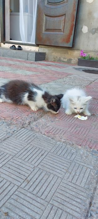Бесплатно кошечка