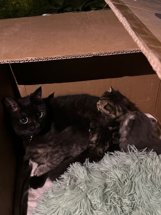 Домашние котята 4 штуки