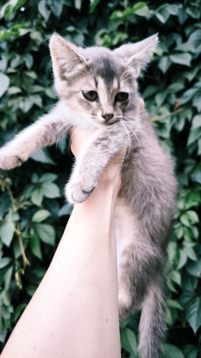 Котята-девочки в добрые руки