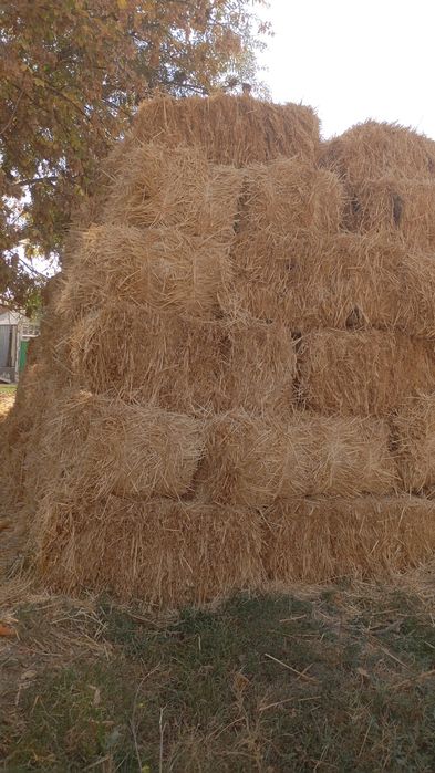 Сабан, Солома пресс