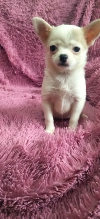 Щенок чихуахуа девочка
