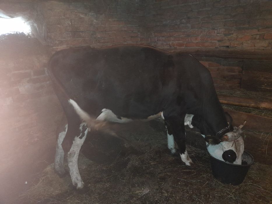 Vând vaca la prima fătare