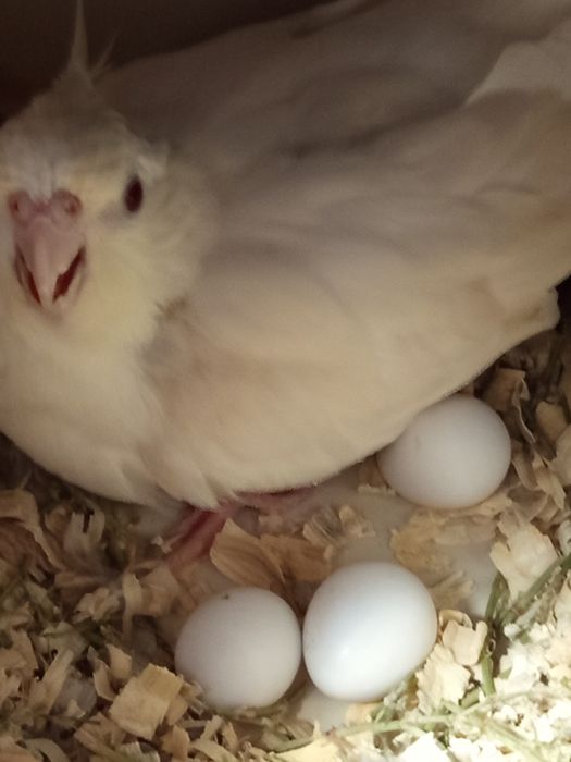 Продам рабочую пару карел