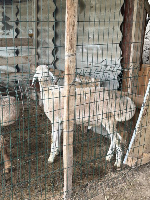 Zotga qochqor soraganlaga