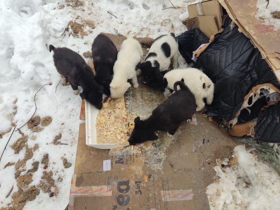 Щенки в добрые руки