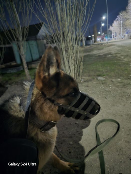Продам Немецкую Овчарку