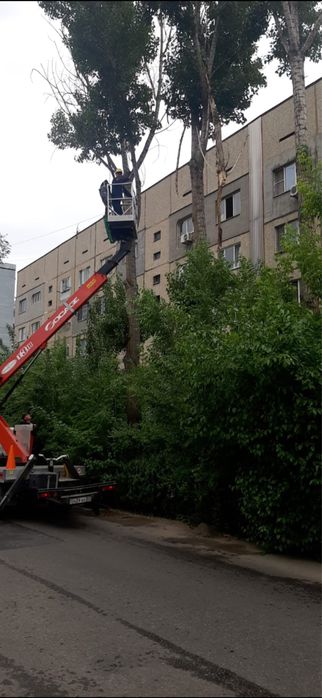 Ағаш кесу спил деревье