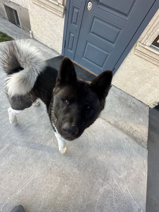 Пропала собака в р-не Карасу