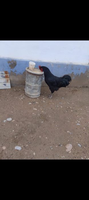 Қораз сатылады..