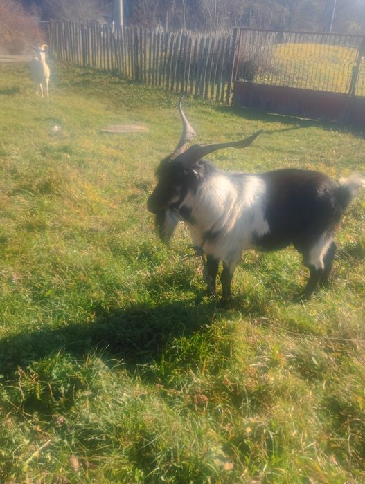 Vând țap Alpin francez