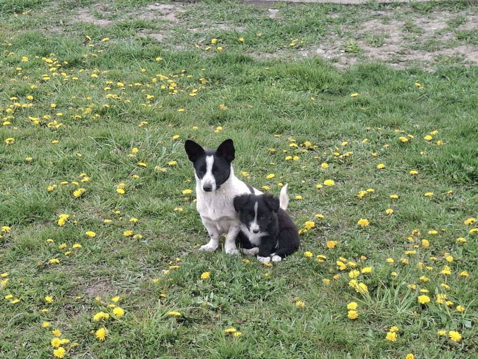 Dau spre adopție 5 căței frumoși