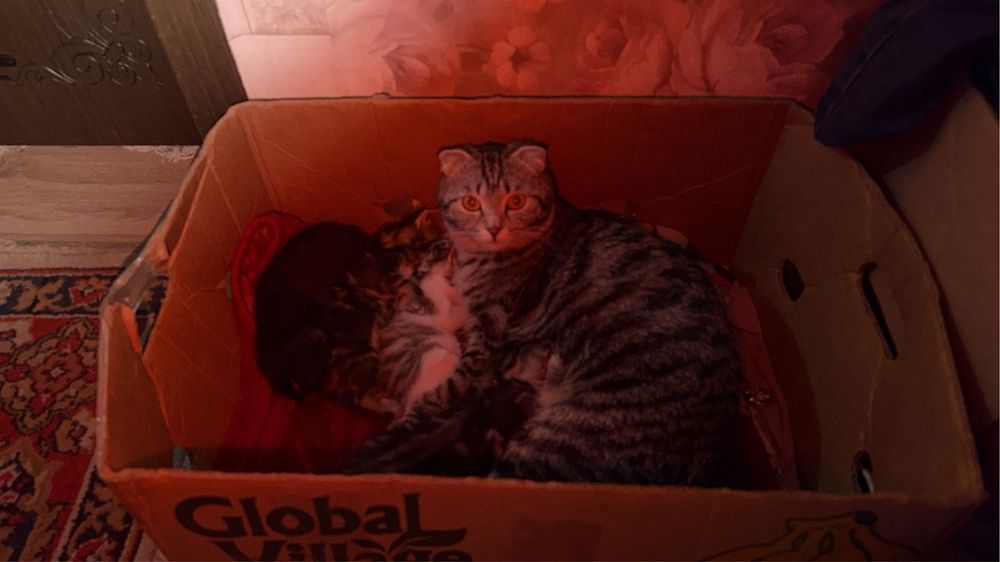 Мысык балдары бар