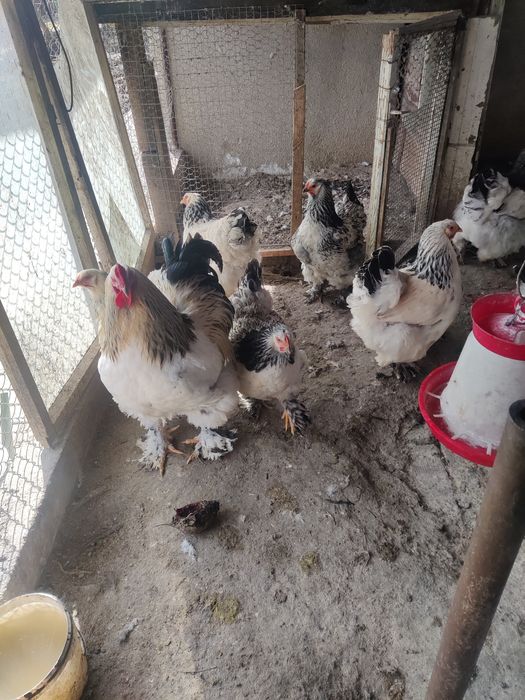 Vând oua pentru incubat