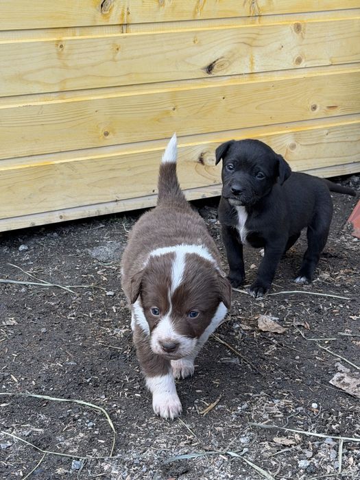 Отдам даром в хорошие руки