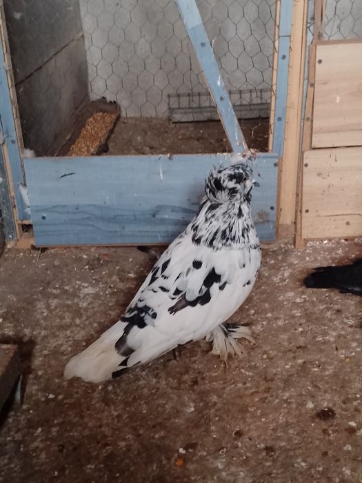 De vânzare porumbei