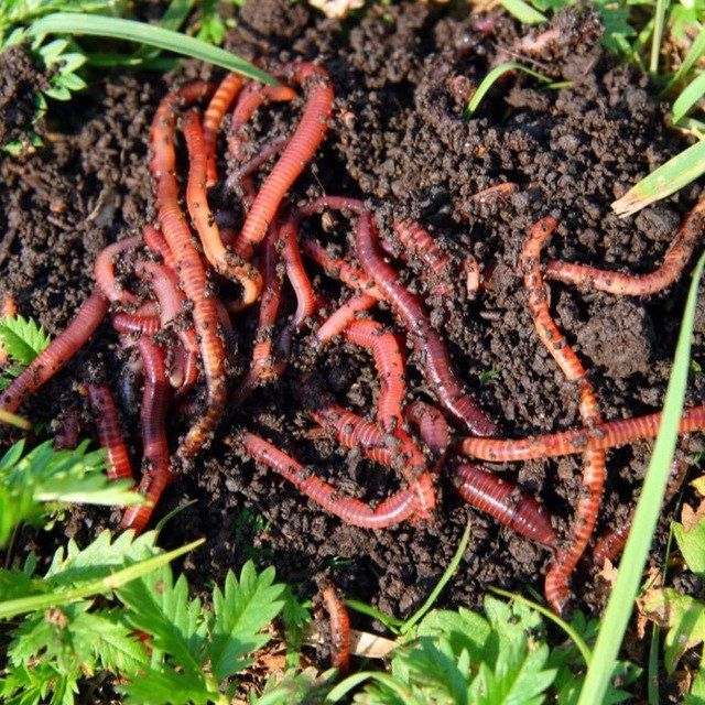 Kaliforniya qizil chuvalchangi sotiladi