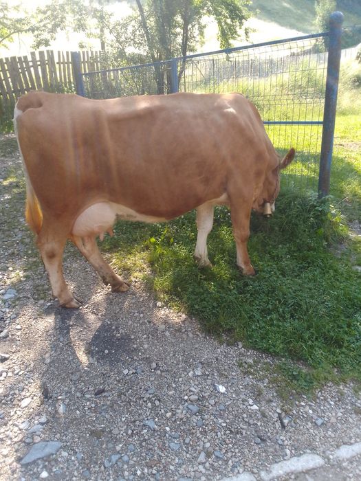 Vând vaca de 7 ani cu vițel