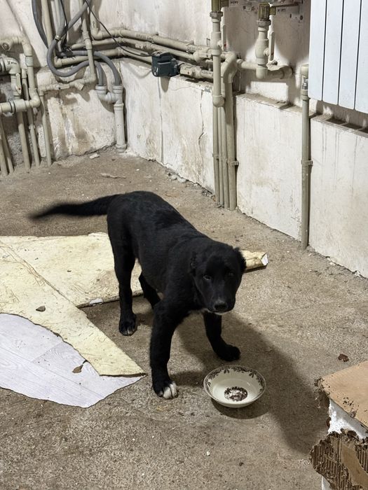 Щенок алабай тобет