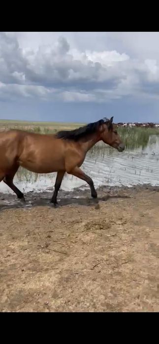 Бие бес жасар - 650мың