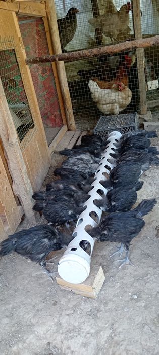 Astrolop jo‘jalari sotiladi, 85mindan 1 oylik sog‘lom ishtaxalari zo‘r