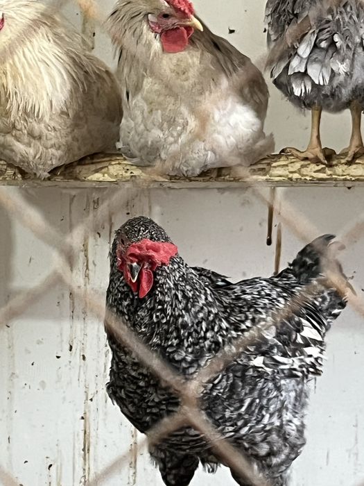 Әтештер сатылады.