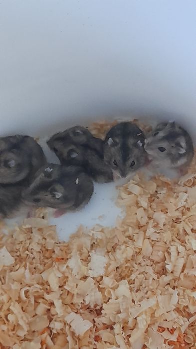 Хомячков джунгарских