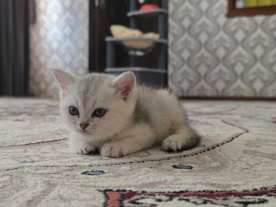 Продается Котята