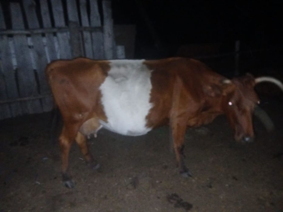 Продам 3 коровы