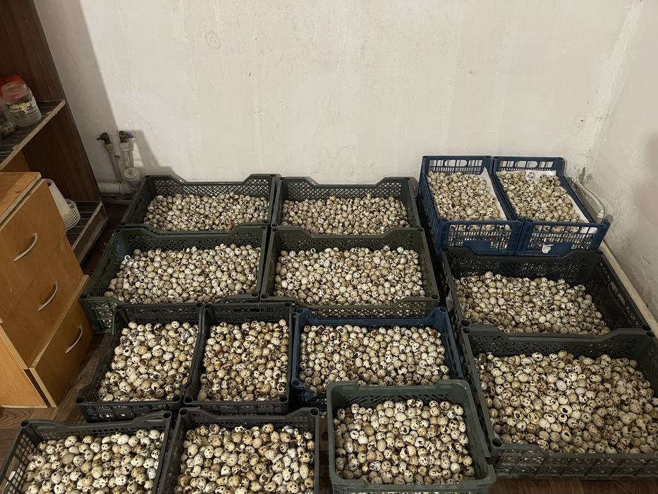 Перепелиные яйца