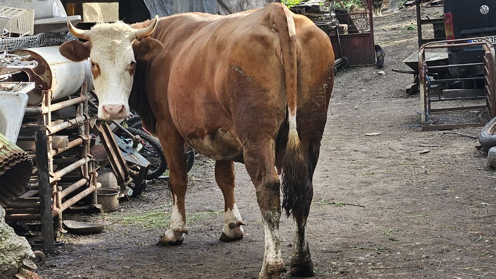 Vând vacă pregătită de fătat