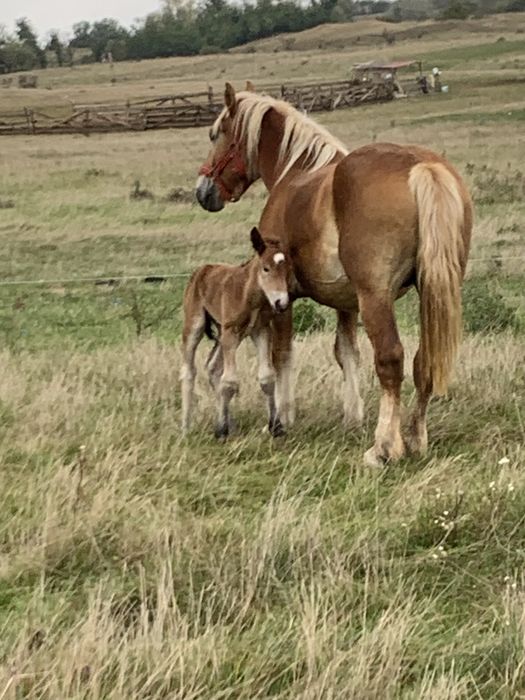 Mânză si armasar de vanzare
