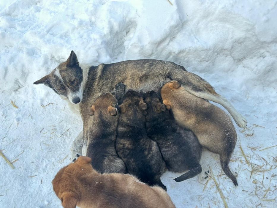 В хорошие руки  4 сыночка и лапочка дочка
