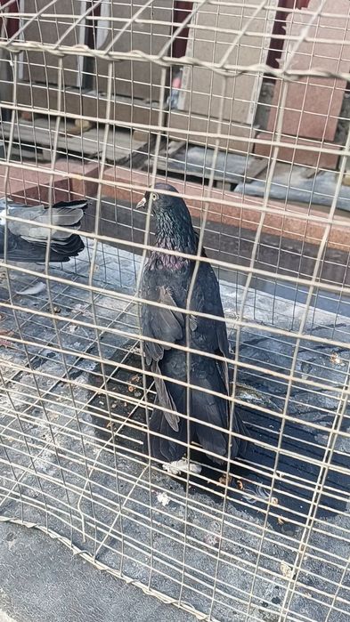 Голуби широхвостые