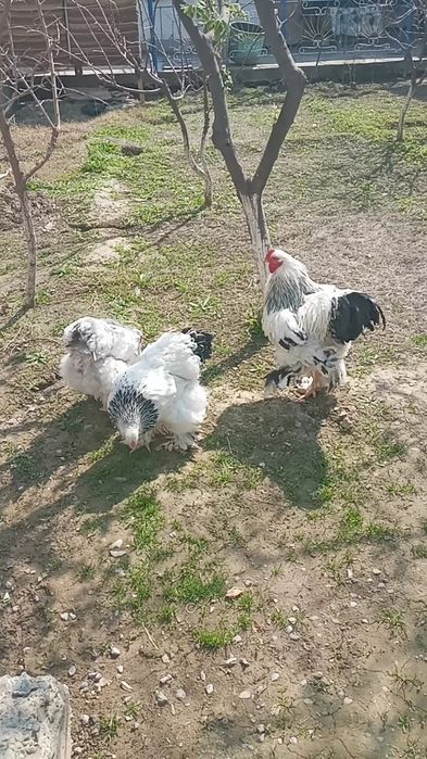 Светли брама 1+2