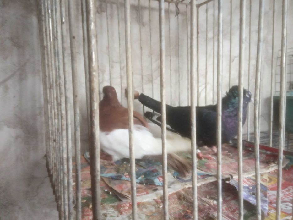 Продавам чифт кабаци