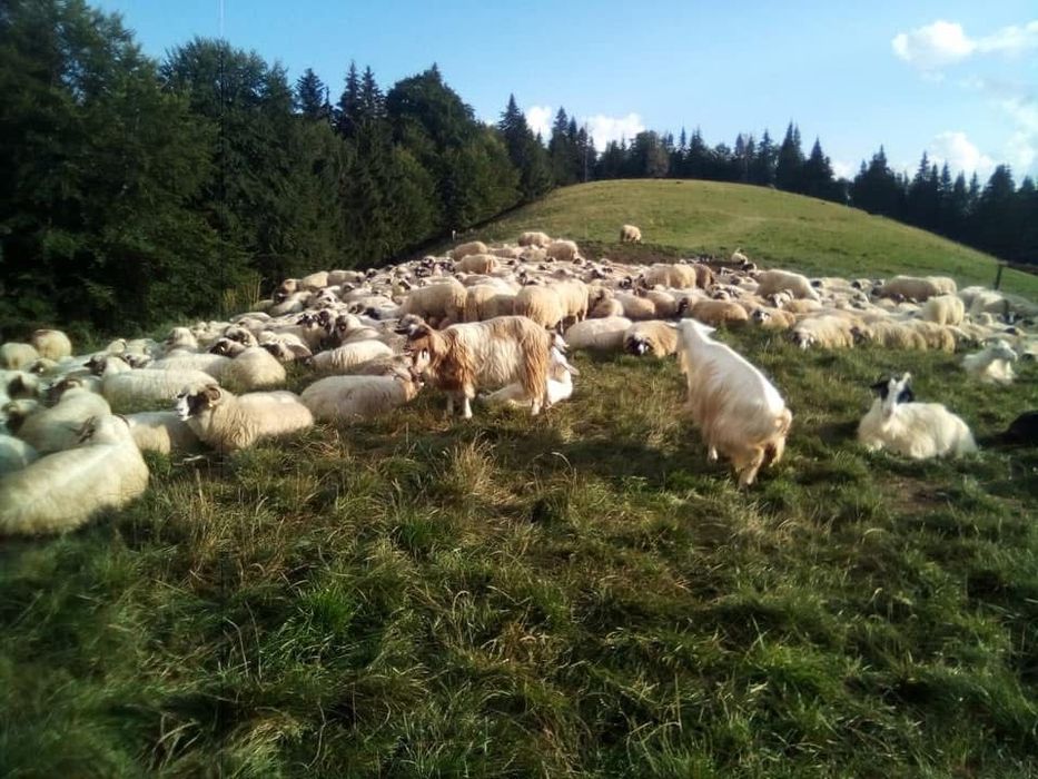 Vand oi 700 de lei negociabil