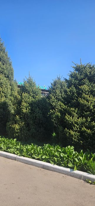 Елка, елки, ель, шырша