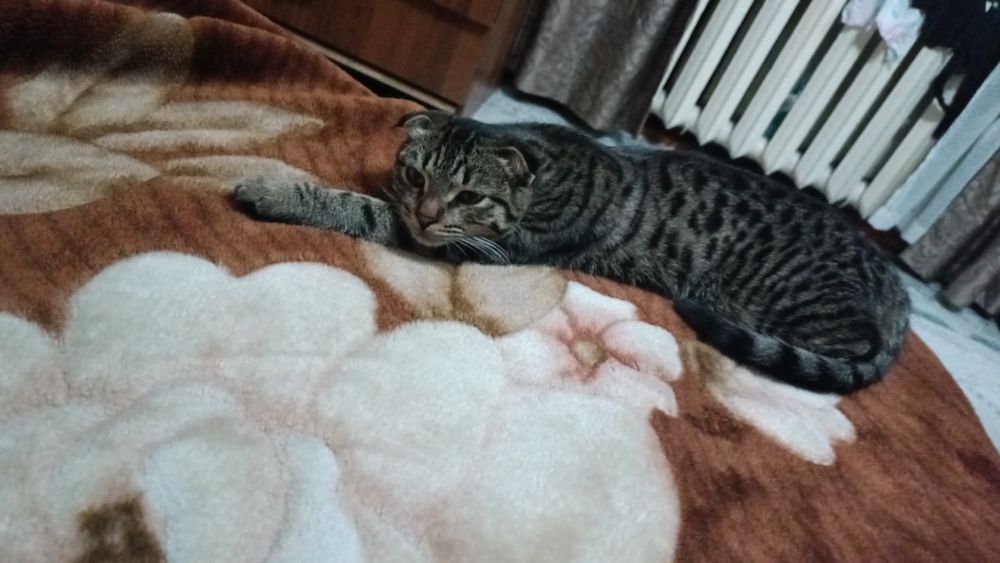 Шотландская вислоушка(скоттиш-фолд)