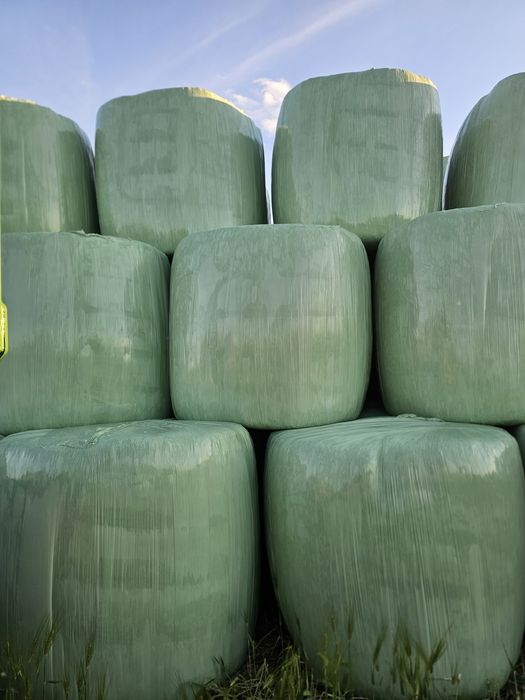Lucernă înfoliată verde