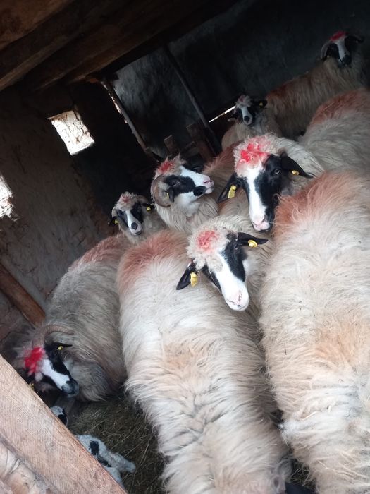 De vanzare oi cu miei