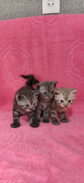 Продам Британских Котят.