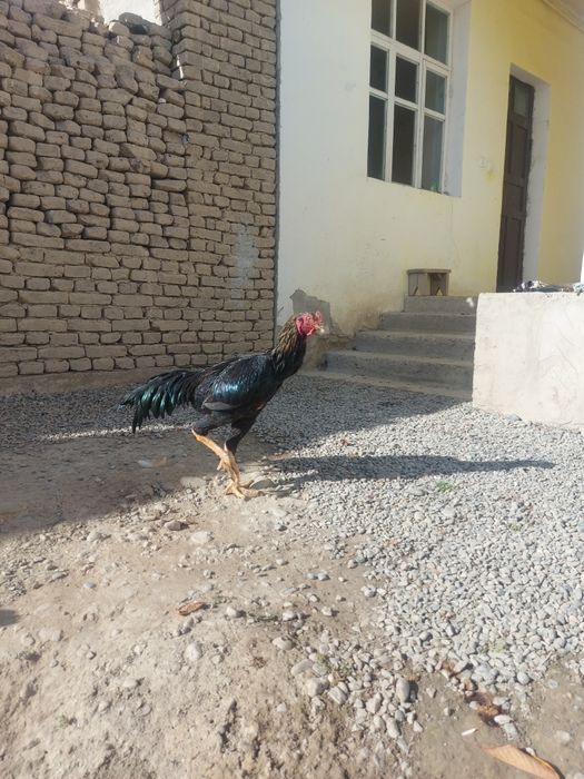 Dakang xo'roz kareyiski