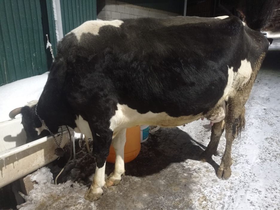 Корова галштинка