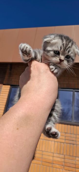 Скоттиш Фолды.  Девочка и Мальчик